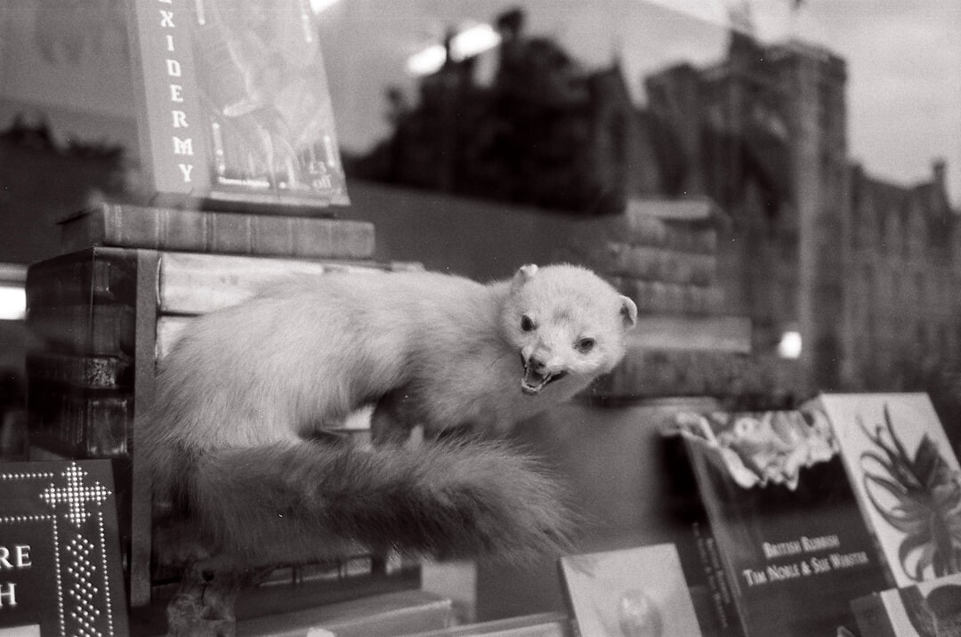 bookstore window display